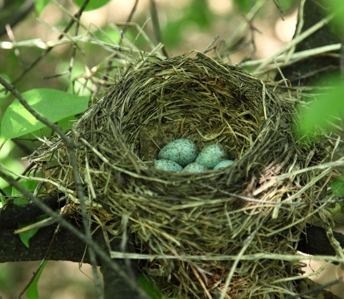 Белобровик рябинник