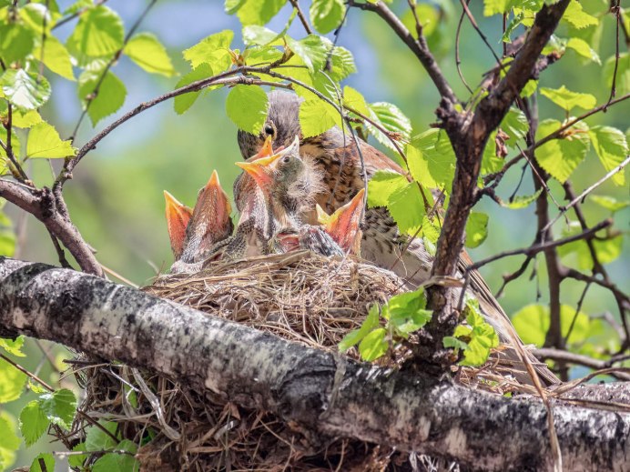 Гнездо дрозда рябинника