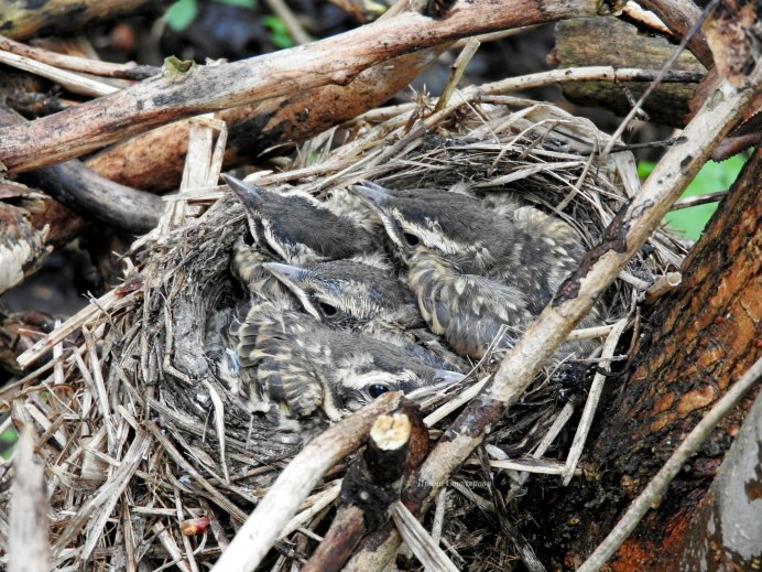 Птенцы дрозда в гнезде