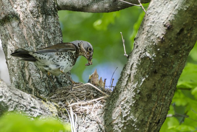 Птенец дрозда рябинника