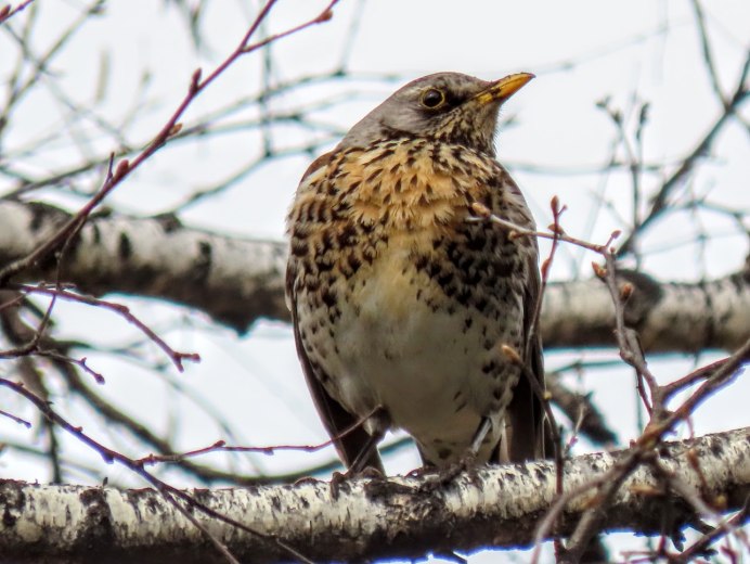 Признаки приспособления дрозда-рябинника к Лесной среде обитания