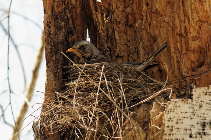 Гнездо дрозда рябинника