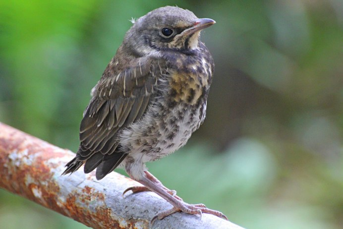 Дрозд рябинник