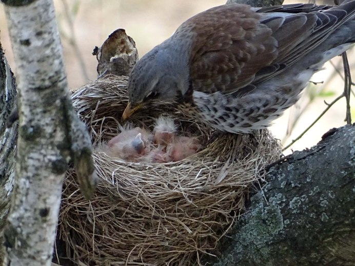 Гнездо дрозда рябинника