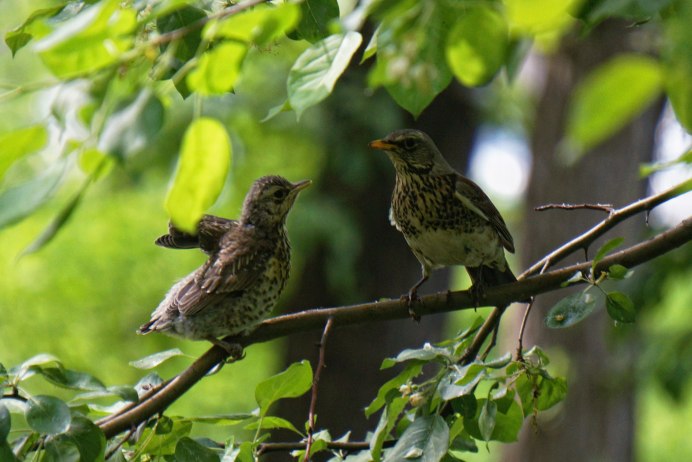 Гнездо рябинника