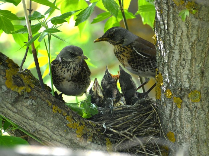 Дрозд - белобровик слёток