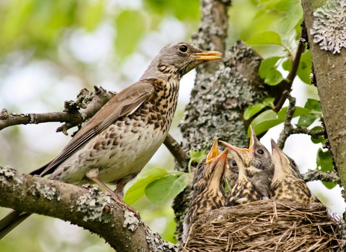 Городские птицы Барнаул