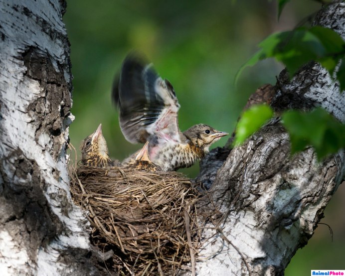 Слеток дрозда рябинника