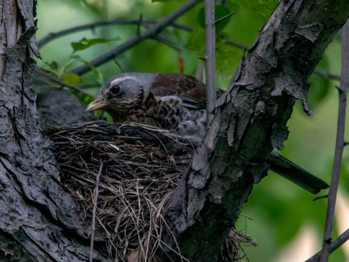 Рябинник ареал
