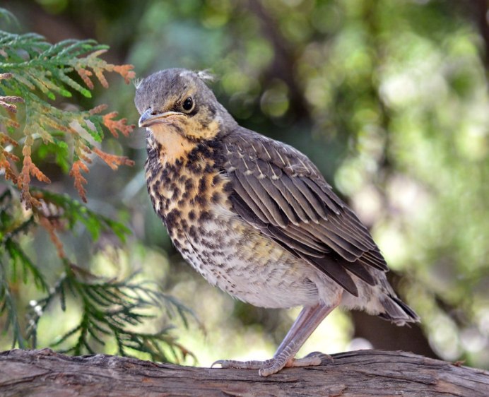 Слеток дрозда рябинника