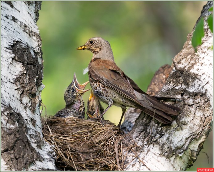 Гнездо дрозда рябинника