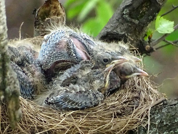 Рябинник гнездо на постройке