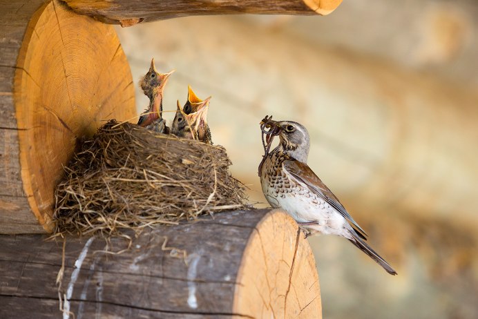 Гнездо дрозда рябинника яйца