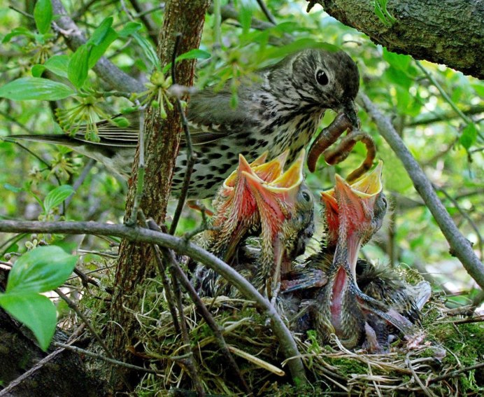 Дрозд рябинник стая