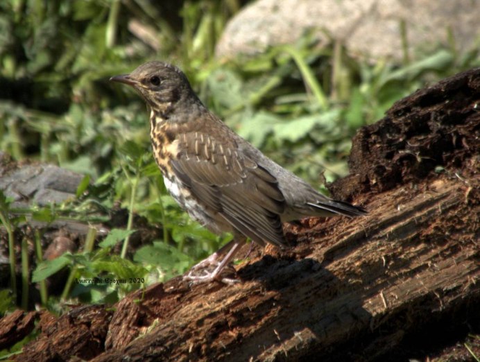 Дрозды гнезда птицы