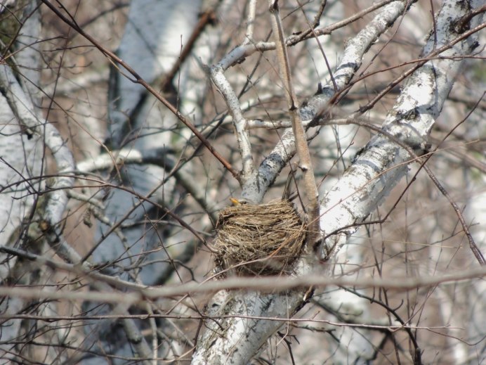 Яйца дрозда рябинника