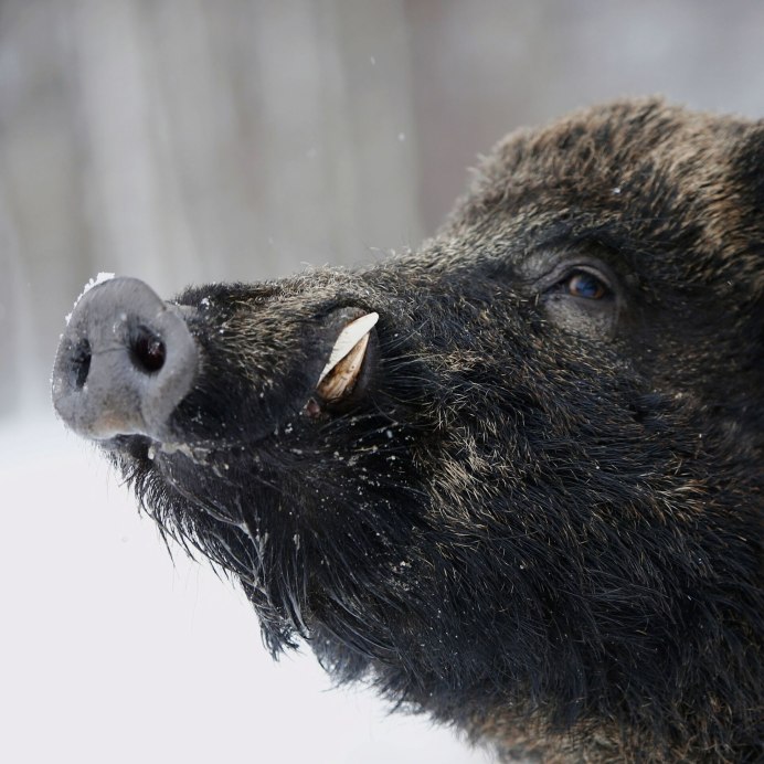 Мерседес 140 темно синий