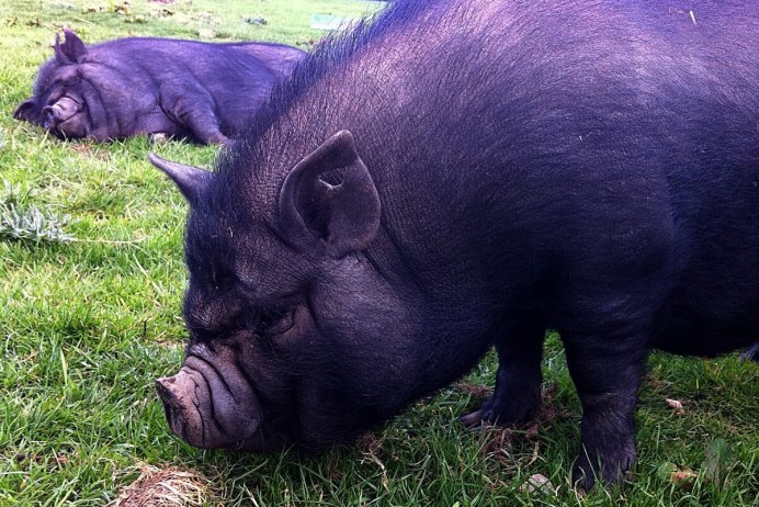 Фиолетовый поросенок