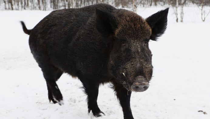 Черная Свинка мини Пиг