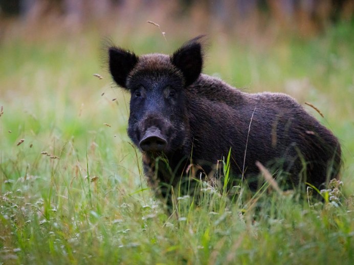 Морда кабана