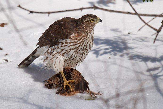 Сокол-Сапсан (Falco peregrinus)