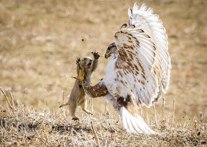 Accipiter nisus перепелятник