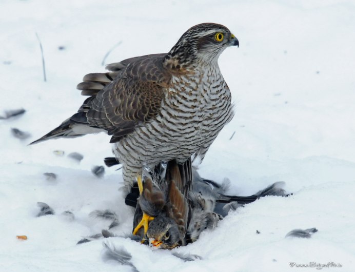 Accipiter nisus перепелятник