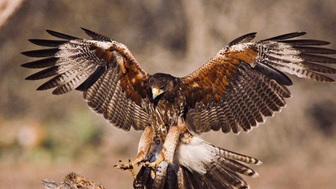Ястреб-перепелятник (Accipiter nisus)