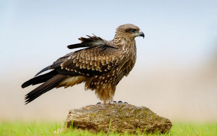 Ястреб курганник