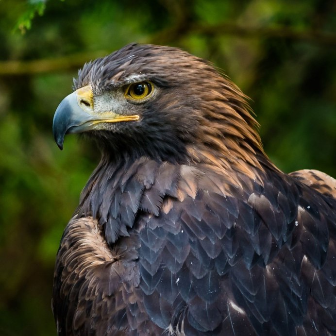 Могильник (Aquila heliaca)