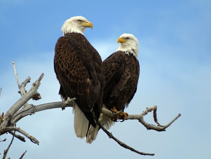 Североамериканский Орел