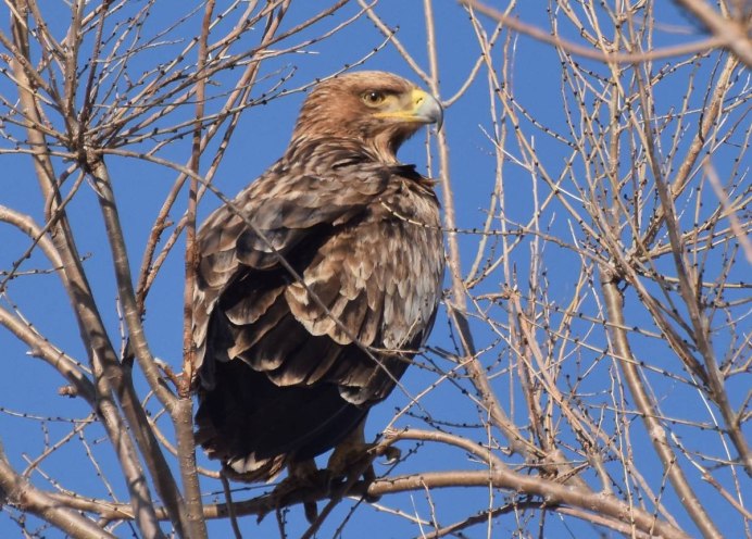 Беркут Халзан