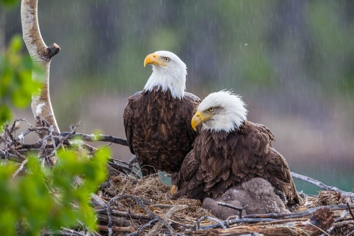 Орлан-белохвост сидит