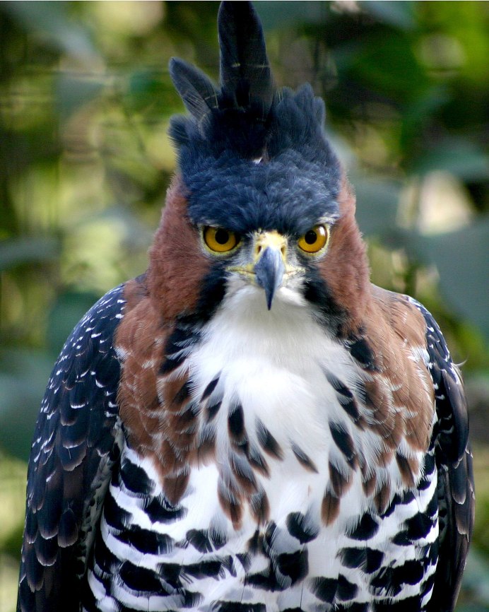 Белоголовый Орлан самка