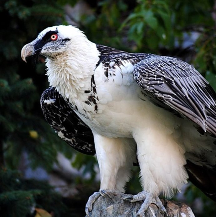 Беркут ястреб Коршун