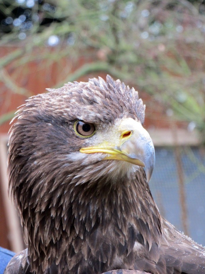 Орёл подорлик малый