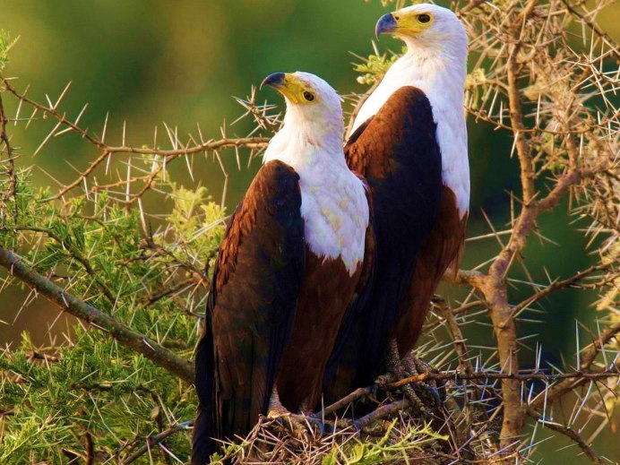 Сокол Орлан