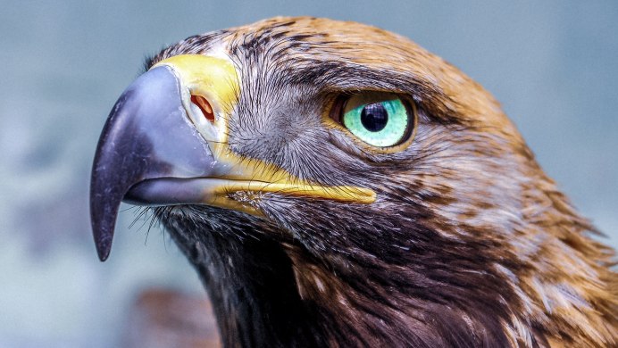 Мадагаскарский Орлан