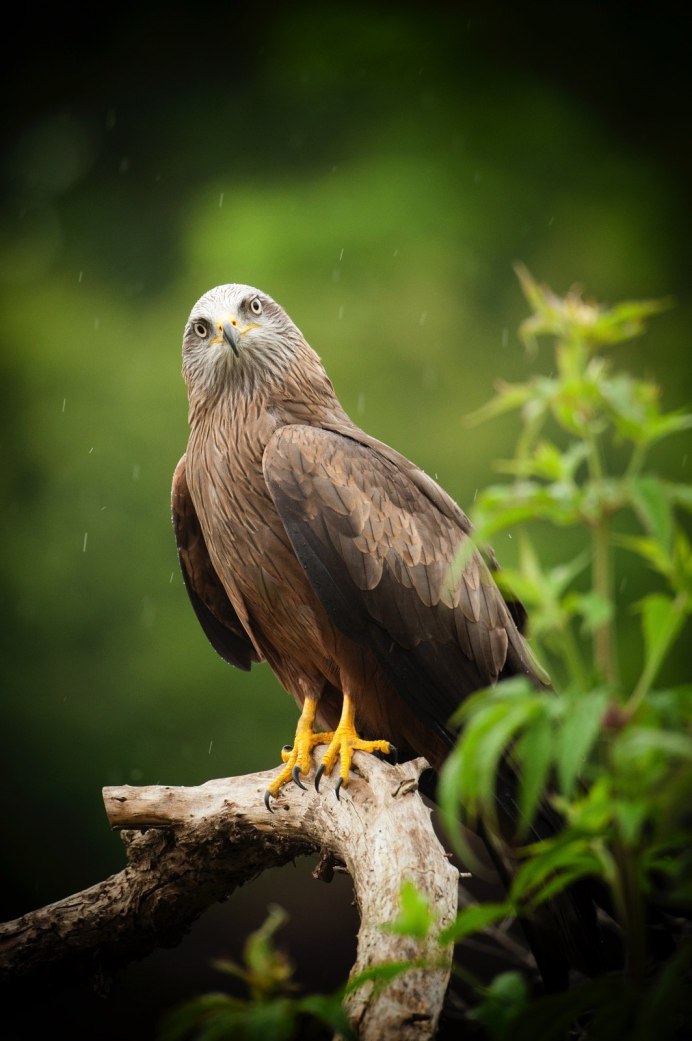 Орёл-карлик Hieraaetus pennatus