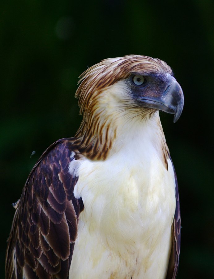 Отряд Соколообразные семейство Ястребиные Орел