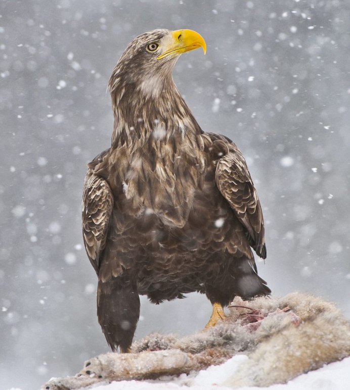 Филиппинский Орел-обезьяноед