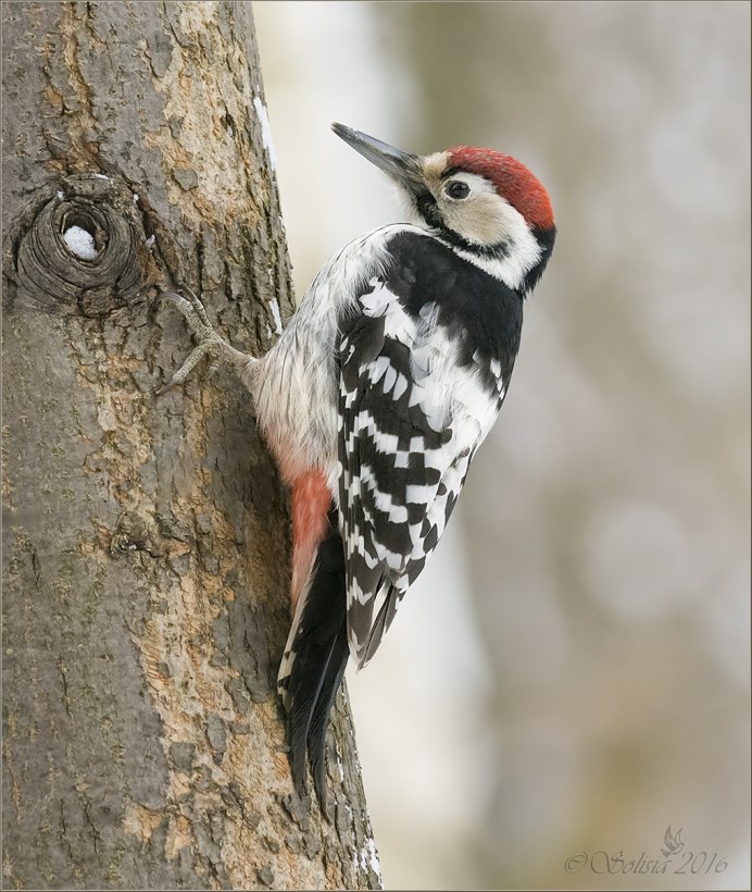 Дятел на прозрачном фоне