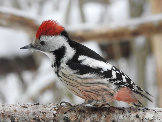 Белоспинный дятел на белом фоне