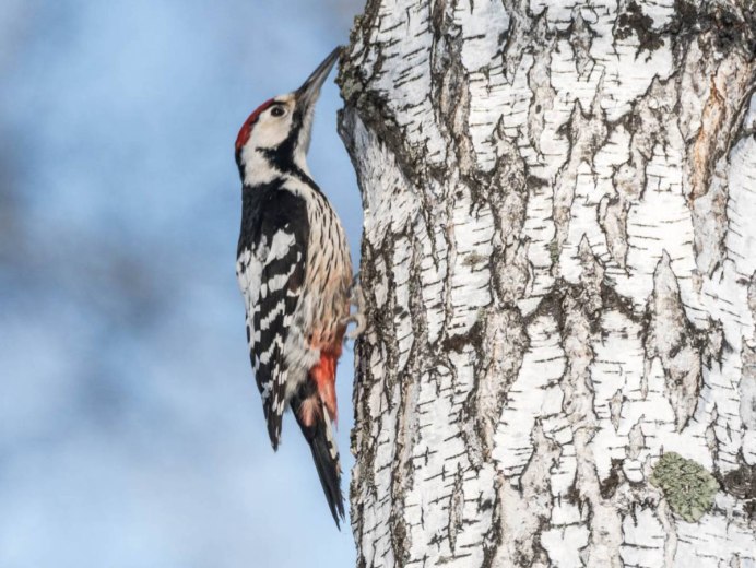 Дятел дятел белоспинный