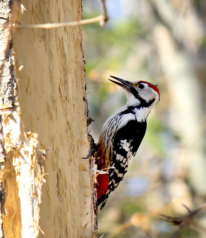Белоспинный дятел ареал