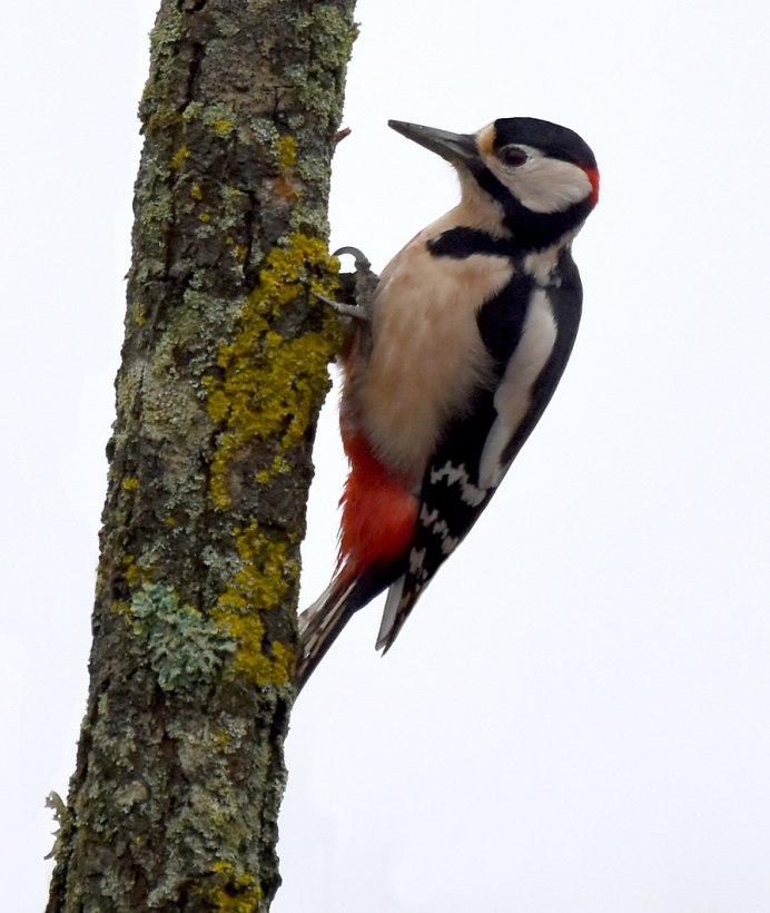 Дятел красногрудый