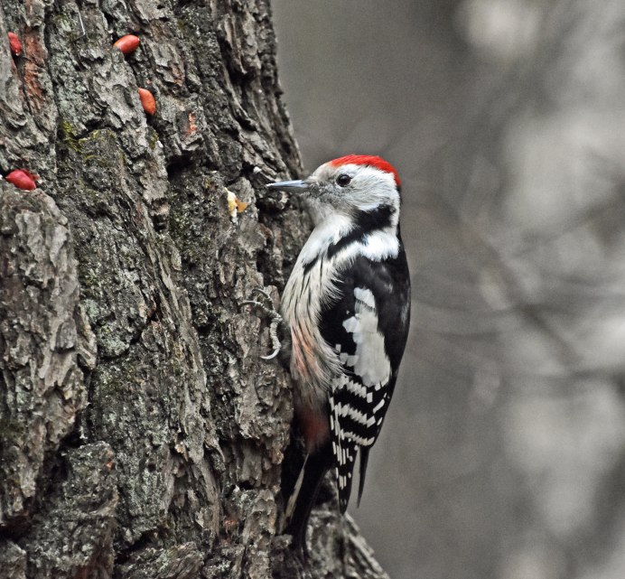 С Веретенникова "пестрый дятел"