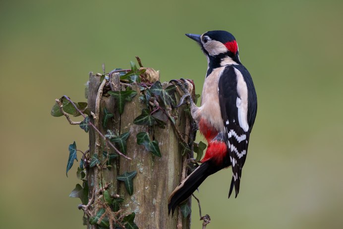 Лесной доктор птица