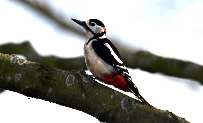 Дятел на белом фоне