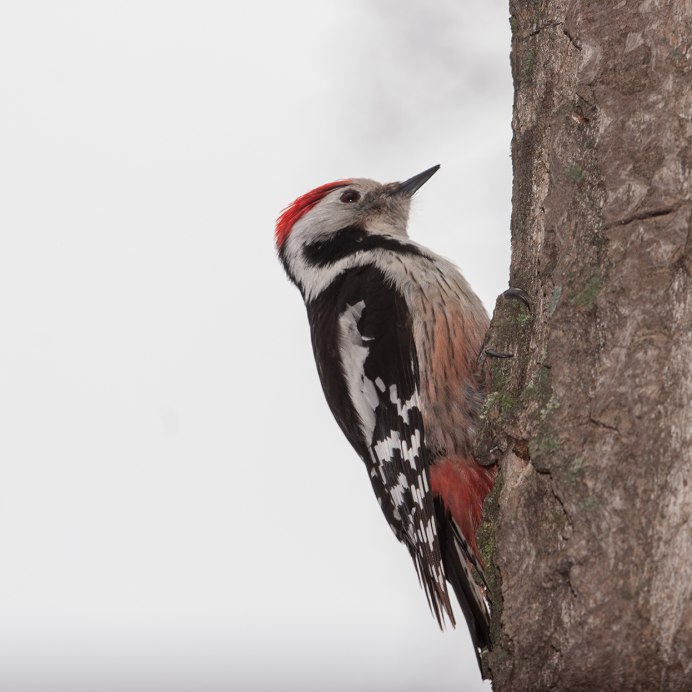 Лесные птицы на белом фоне